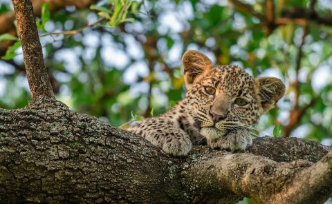 Serengeti leopard cub