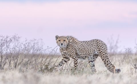 Serengeti cheetah portrait